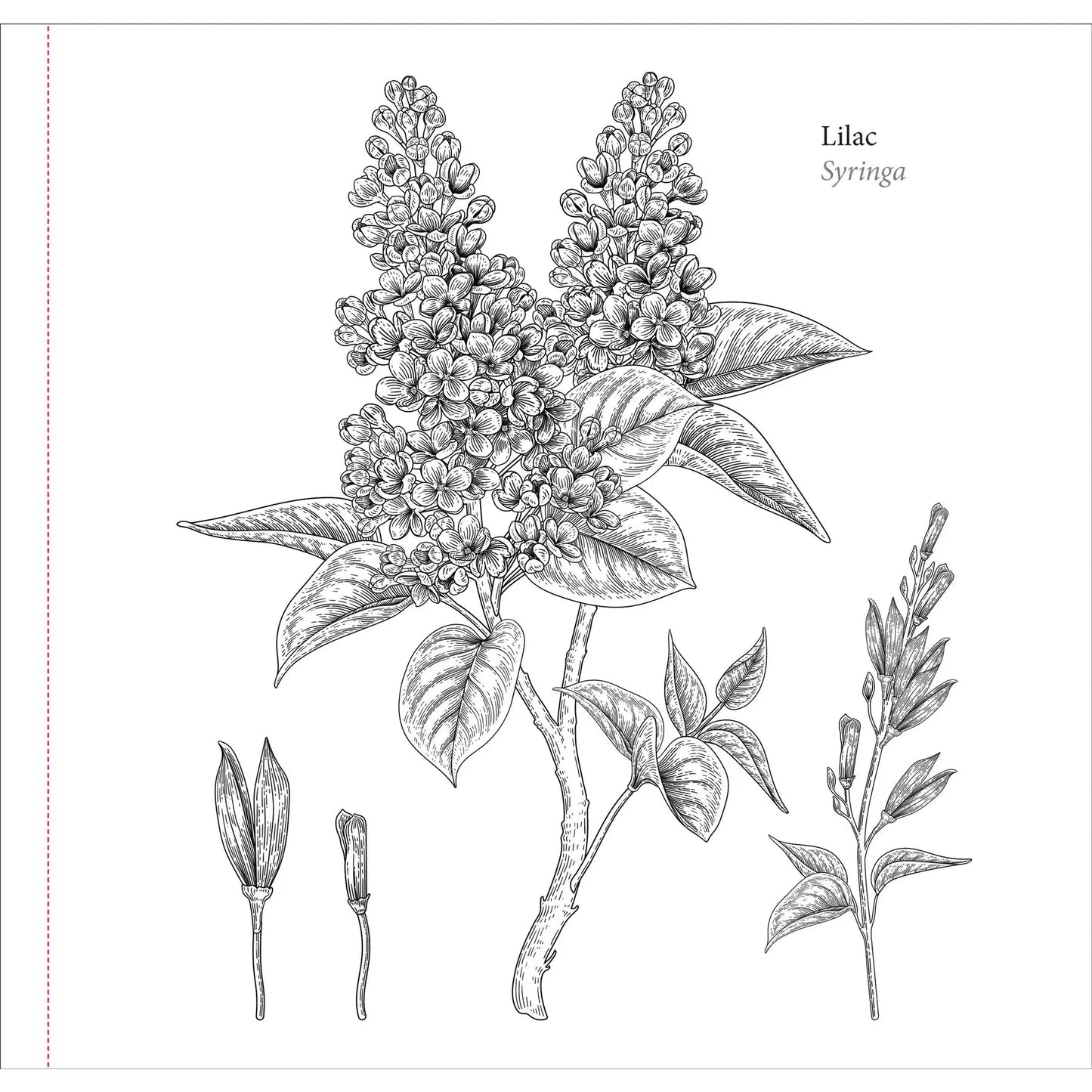 Libro para Colorear Spring Blooms