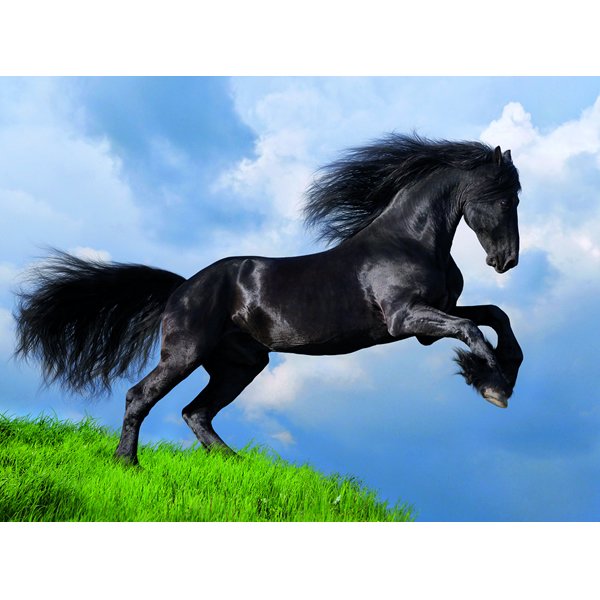 Puzzle 500 piezas Caballo Negro Fresia