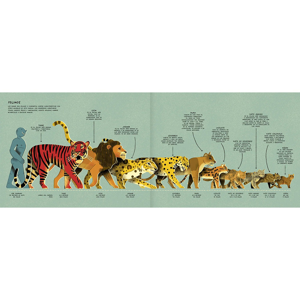 Puma concolor - René Araneda - Ilustración J.A. Blasco