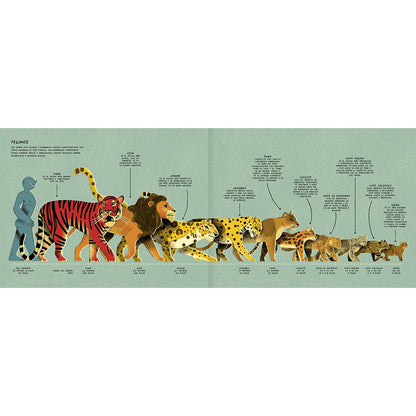 Puma concolor - René Araneda - Ilustración J.A. Blasco